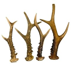 Deer legno naturale usato  Spedito ovunque in Italia 
