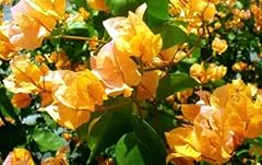 Bougainvillea california gold for sale  Delivered anywhere in UK