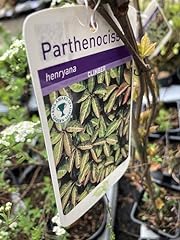 Virginia creeper parthenocissu for sale  Delivered anywhere in Ireland