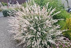 Salix integra hakuro d'occasion  Livré partout en France