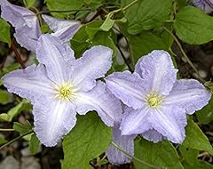 Blue angel clematis for sale  Delivered anywhere in USA 