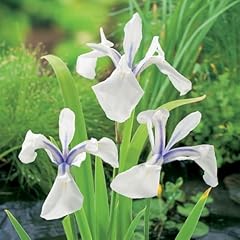 Plant theory litre for sale  Delivered anywhere in UK