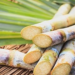 Chuxay garden sugarcane for sale  Delivered anywhere in USA 