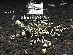Shrimprack crystal black for sale  Delivered anywhere in USA 