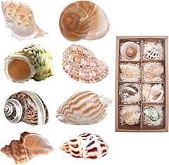 Einsiedlerkrebs muscheln groß gebraucht kaufen  Wird an jeden Ort in Deutschland