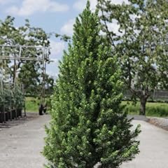 Picea glauca december for sale  Delivered anywhere in UK