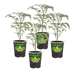 Bonnie plants 202188 for sale  Delivered anywhere in USA 