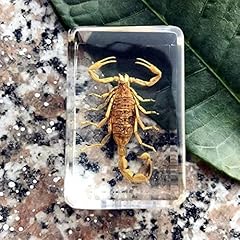 Pierre insecte naturelle d'occasion  Livré partout en France