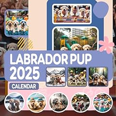 Labrador pup calendar for sale  Delivered anywhere in UK