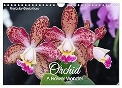 Orchid flower wonder usato  Spedito ovunque in Italia 