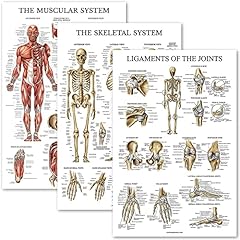 Tuozhe pack muscle for sale  Delivered anywhere in UK