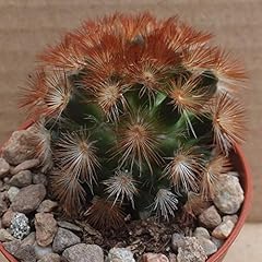 Portal cool mammillaria for sale  Delivered anywhere in UK