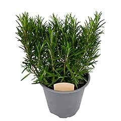 Rosemary bush 14cm for sale  Delivered anywhere in UK