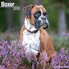 Boxer 2026 calendar for sale  Delivered anywhere in UK