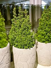 X10 yew hedging for sale  Delivered anywhere in UK
