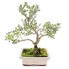 Exotenherz utdoor bonsai gebraucht kaufen  Wird an jeden Ort in Deutschland