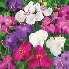 Tradescantia spiderwort flower for sale  Delivered anywhere in USA 
