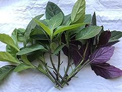 Longevity spinach okinawa for sale  Delivered anywhere in USA 