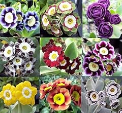 Primula auricula flower for sale  Delivered anywhere in UK