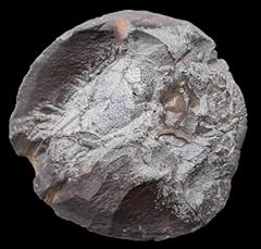 Mecochirus geofossiles crab for sale  Delivered anywhere in UK