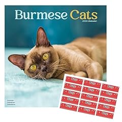 Burmese cats calendar for sale  Delivered anywhere in UK