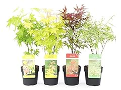 Usato, Acero palmato giapponese"Acer palmatum" mix 4 piante diverse in vaso ø11 cm usato  Spedito ovunque in Italia 