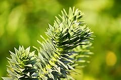 Araucaria araucana araucaria usato  Spedito ovunque in Italia 