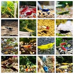 Garnelenglück garnelenmix neo gebraucht kaufen  Wird an jeden Ort in Deutschland