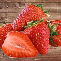 Seascape strawberry plants for sale  Delivered anywhere in USA 