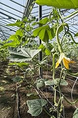 Seed courgette tromboncino for sale  Delivered anywhere in UK
