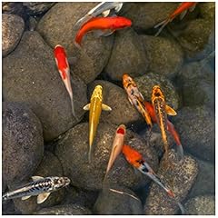 Live koi goldfish for sale  Delivered anywhere in USA 