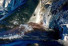 Animaux poissons requins d'occasion  Livré partout en France