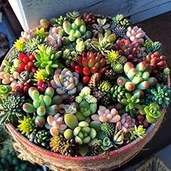 40pcs hildewintera aureispina for sale  Delivered anywhere in UK