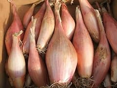 Seed vegetable shallot for sale  Delivered anywhere in UK