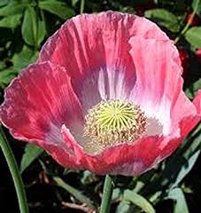 000 giant poppy for sale  Delivered anywhere in UK