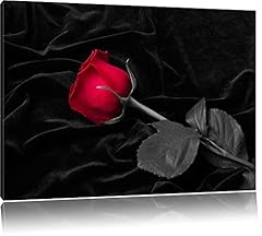 Pixxprint rote rose gebraucht kaufen  Wird an jeden Ort in Deutschland