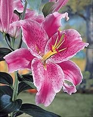 Pink oriental lily for sale  Delivered anywhere in UK