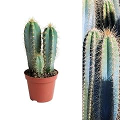 Carbeth plants cactus for sale  Delivered anywhere in UK
