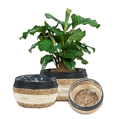 Edergoo seagrass planter for sale  Delivered anywhere in USA 
