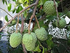 Zimtapfel annona cherimola gebraucht kaufen  Wird an jeden Ort in Deutschland
