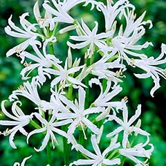 Nerine bowdenii loved for sale  Delivered anywhere in UK