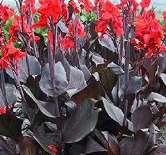 Canna tropicanna black for sale  Delivered anywhere in USA 