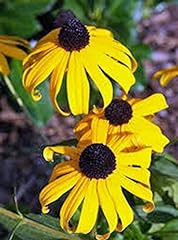 Black eyed susan for sale  Delivered anywhere in USA 