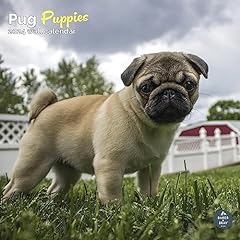 Pug puppies calendar for sale  Delivered anywhere in UK