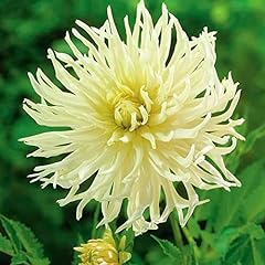 Dahlia cactus star for sale  Delivered anywhere in Ireland