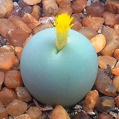 Conophytum calculus sunnyplant d'occasion  Livré partout en France