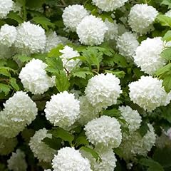 Garden viburnum opulus for sale  Delivered anywhere in UK