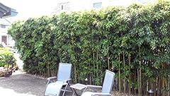 Phyllostachys harbin inversa for sale  Delivered anywhere in USA 