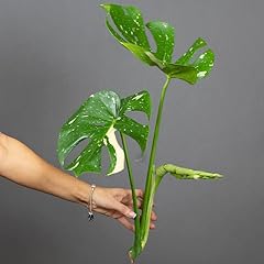 Monstera deliciosa thai for sale  Delivered anywhere in UK
