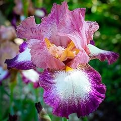 Bearded iris framboisine for sale  Delivered anywhere in UK